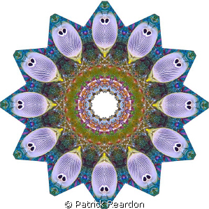 Kaliedoscopic image created from a shot of butterfly fish. by Patrick Reardon 